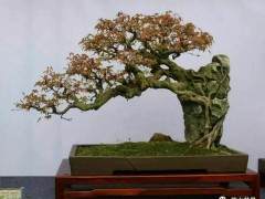 咸宁盆景人物  孙胜望