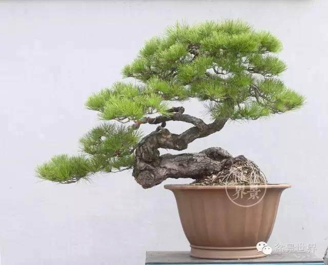 制作树木盆景时该如何取势?