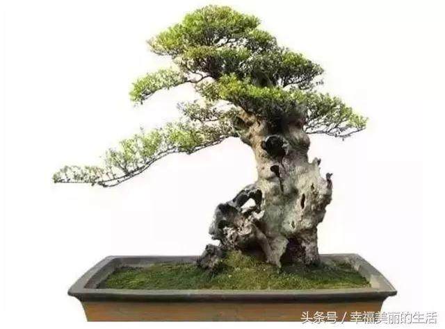 赤楠盆景的养护方法以及技巧