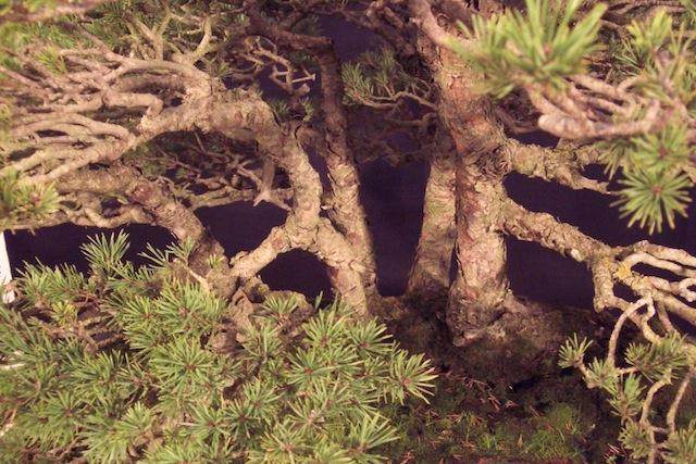 图解 本人制作樟子松盆景的过程