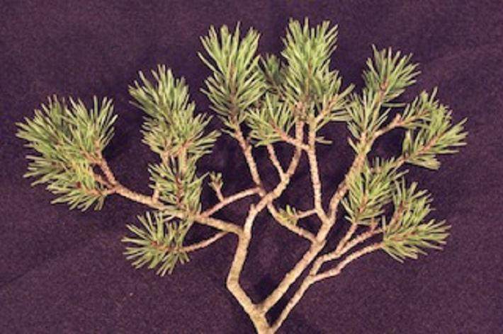 图解 本人制作樟子松盆景的过程