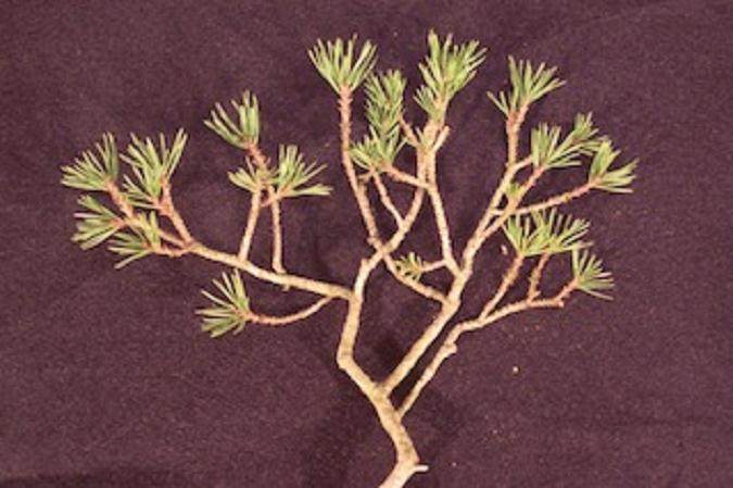 图解 本人制作樟子松盆景的过程