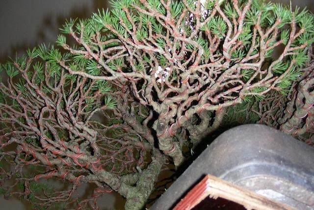 图解 本人制作樟子松盆景的过程