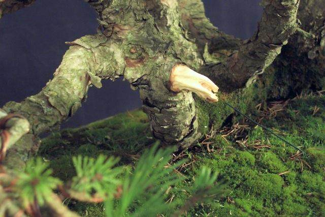 图解 本人制作樟子松盆景的过程