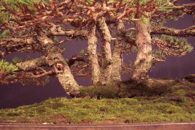 图解 本人制作樟子松盆景的过程