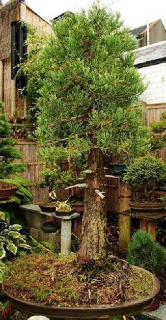 图解 巨型红杉盆景怎么栽培的5个方法
