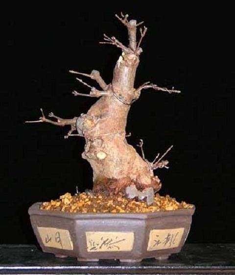 图解 本人对枫树盆景8年来的制作过程