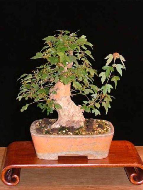 图解 本人对枫树盆景8年来的制作过程