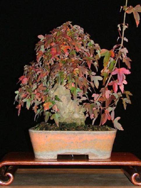 图解 本人对枫树盆景8年来的制作过程