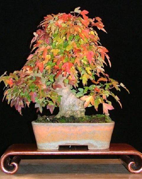 图解 本人对枫树盆景8年来的制作过程