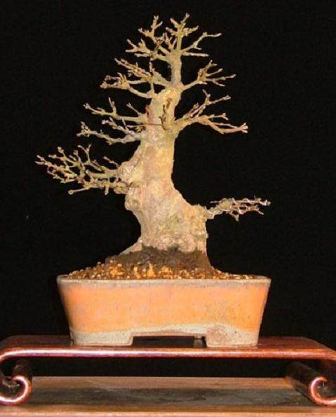 图解 本人对枫树盆景8年来的制作过程