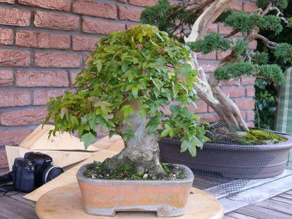 图解 本人对枫树盆景8年来的制作过程