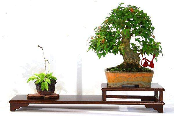 图解 本人对枫树盆景8年来的制作过程