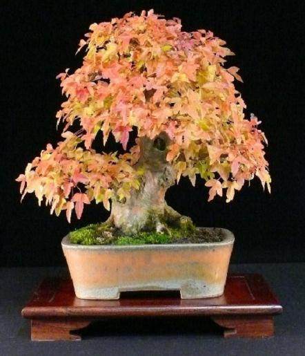 图解 本人对枫树盆景8年来的制作过程