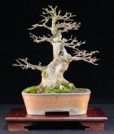 图解 本人对枫树盆景8年来的制作过程