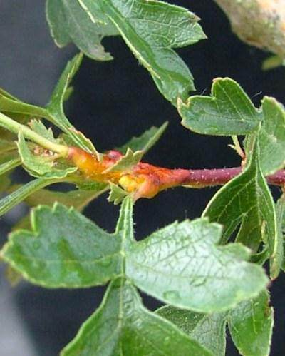 图解 本人怎么制作山楂盆景发芽的过程