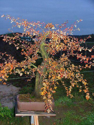 图解 本人怎么制作山楂盆景发芽的过程