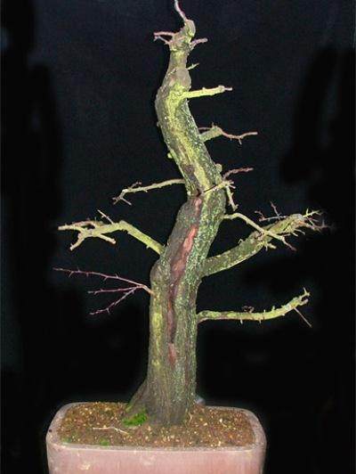 图解 本人怎么制作山楂盆景发芽的过程