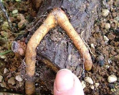 图解 本人怎么制作山楂盆景发芽的过程