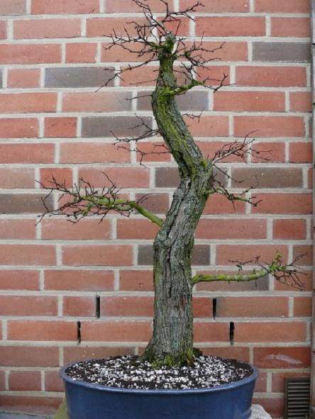 图解 本人怎么制作山楂盆景发芽的过程