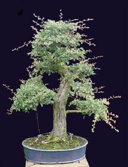 图解 本人怎么制作山楂盆景发芽的过程