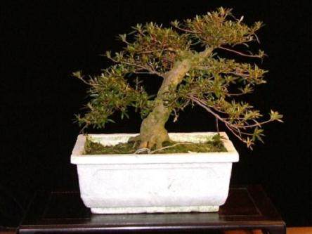 图解 本人4年来制作杜鹃花盆景的过程