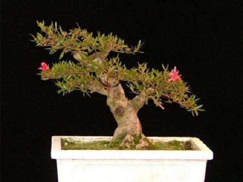 图解 本人4年来制作杜鹃花盆景的过程