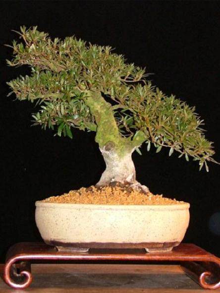 图解 本人4年来制作杜鹃花盆景的过程