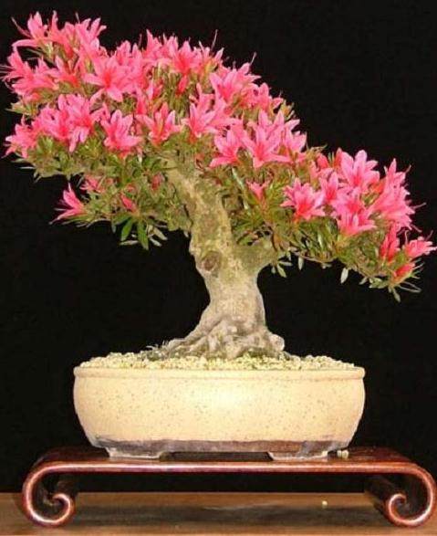 图解 本人4年来制作杜鹃花盆景的过程