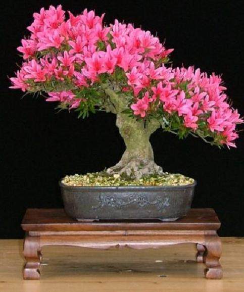 图解 本人4年来制作杜鹃花盆景的过程