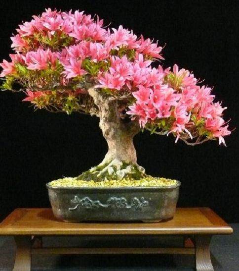 图解 本人4年来制作杜鹃花盆景的过程