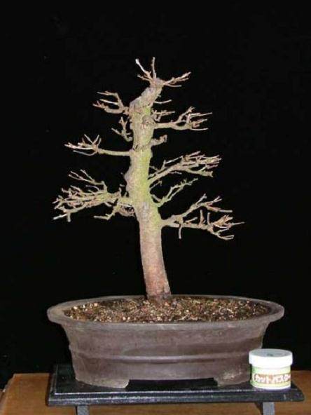 图解 如何制作迷人的落叶松盆景的过程