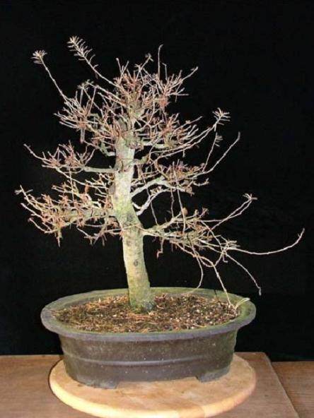 图解 如何制作迷人的落叶松盆景的过程