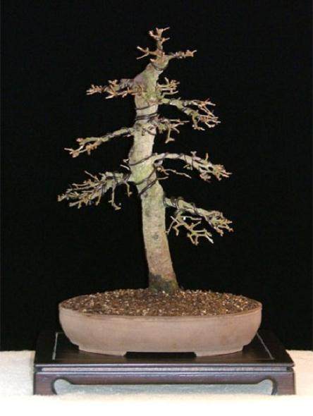 图解 如何制作迷人的落叶松盆景的过程