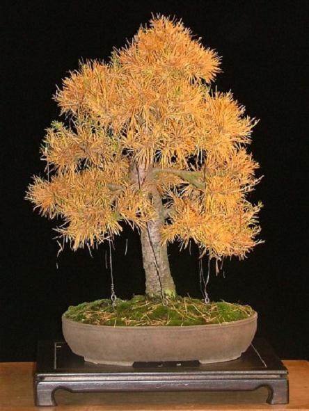 图解 如何制作迷人的落叶松盆景的过程