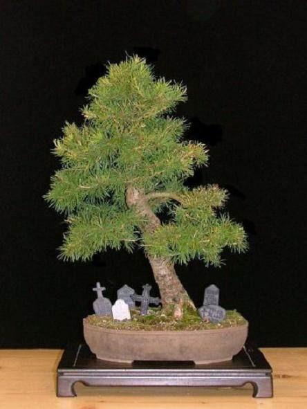 图解 如何制作迷人的落叶松盆景的过程