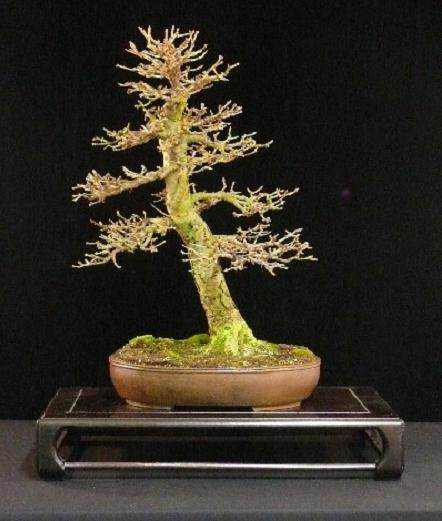 图解 如何制作迷人的落叶松盆景的过程