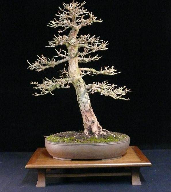 图解 如何制作迷人的落叶松盆景的过程