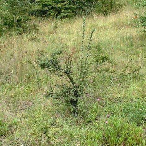 图解 怎么制作双干式山楂盆景的方法