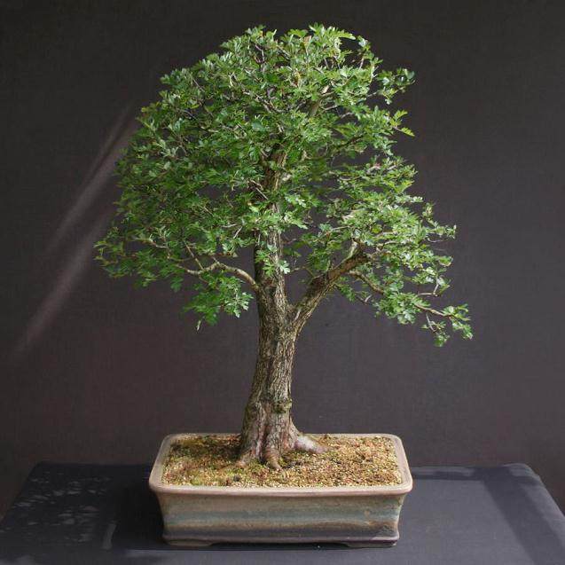 图解 怎么制作双干式山楂盆景的方法