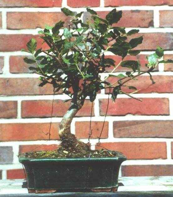 图解 橡树盆景怎么制作的7个过程