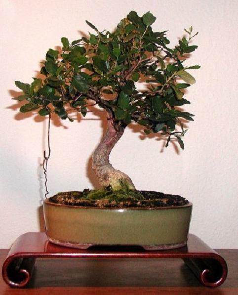 图解 橡树盆景怎么制作的7个过程