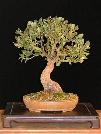 图解 橡树盆景怎么制作的7个过程