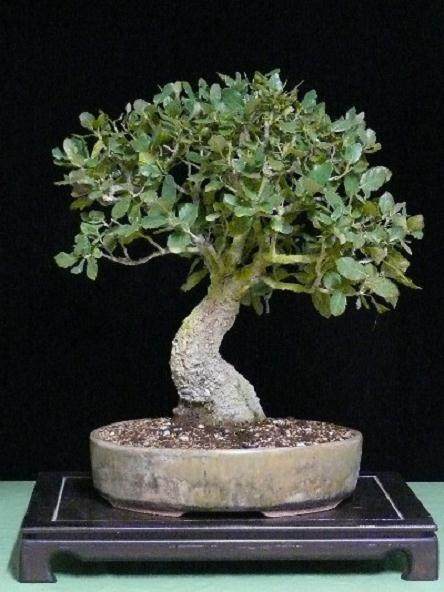 图解 橡树盆景怎么制作的7个过程