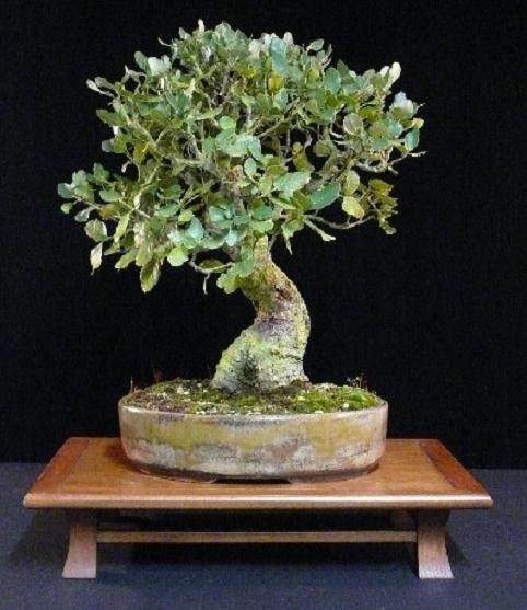 图解 怎么制作双干式山楂盆景的方法