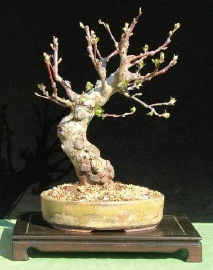 老外教你制作苹果盆景 图片