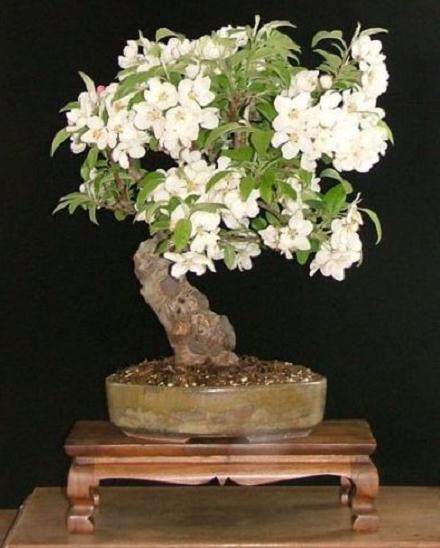 老外教你制作苹果盆景 图片