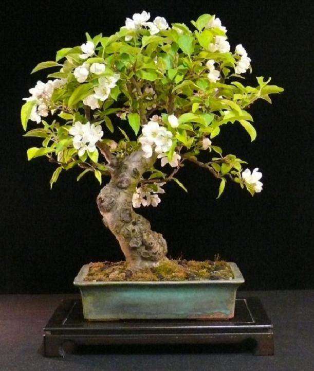 老外教你制作苹果盆景 图片