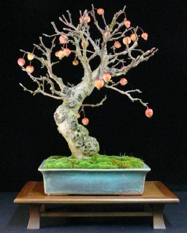 老外教你制作苹果盆景 图片