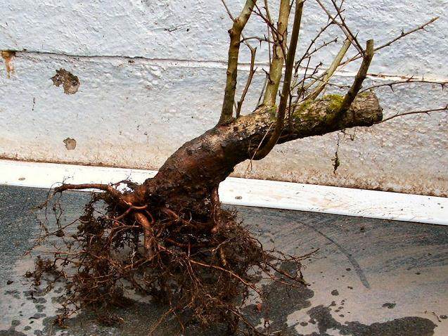 从山楂下山桩制作成盆景的过程